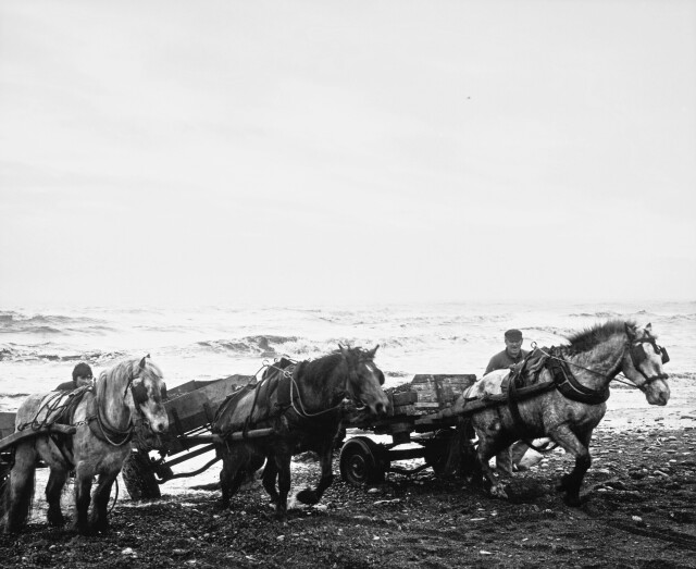Лошади, морской берег, Лайнмут, 1982 год. Фотограф Крис Киллип