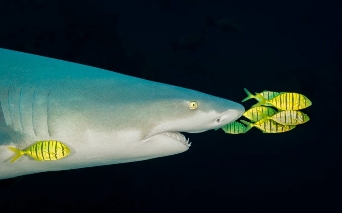 Победитель в категории Природа, морская жизнь, дикие животные, 2020. Рыба-лоцман, Бека, Фиджи. Фотограф Павлос Евангелидис