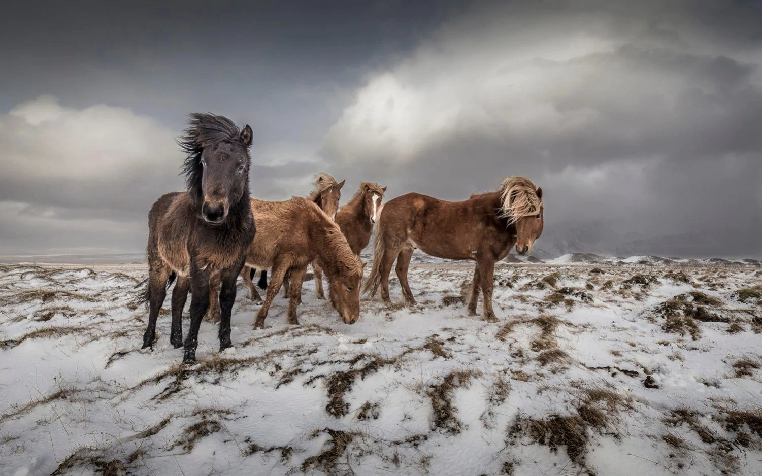 Высоко оценённое в категории Туристическое портфолио, 2020. Лошади в Исландии. Фотограф Николас Распиенгеас