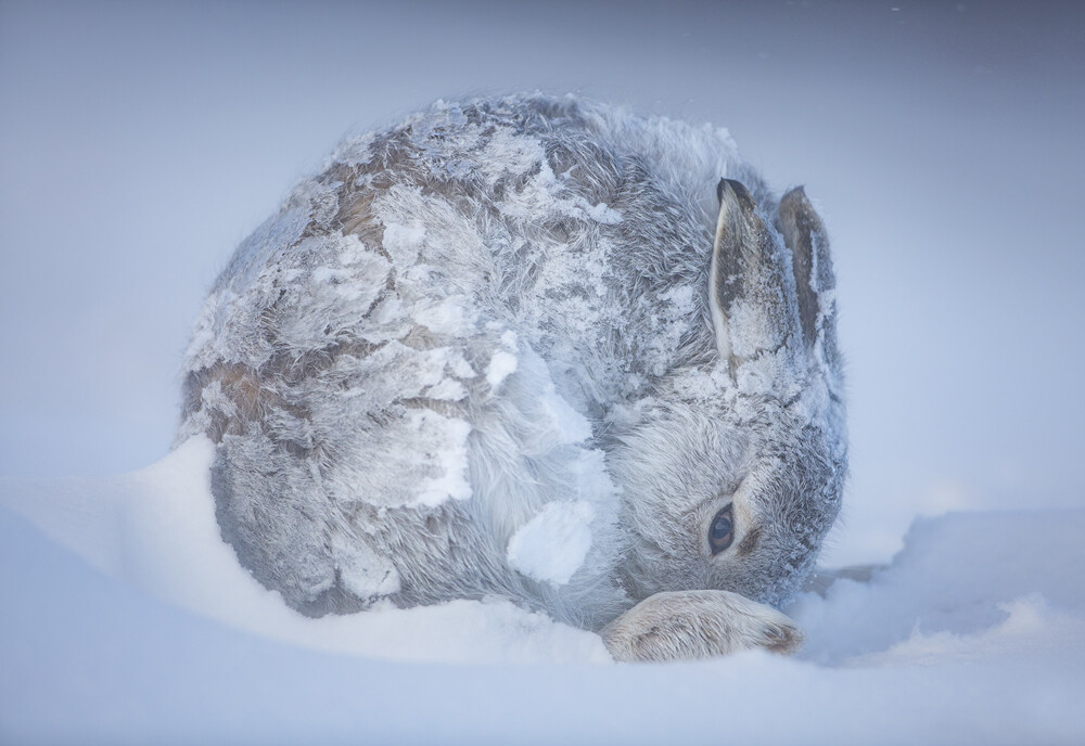 Особое упоминание в категории Зелёная планета, 2021. Заяц в национальном парке Кернгормс, Шотландия. Фотограф Эван Кросби