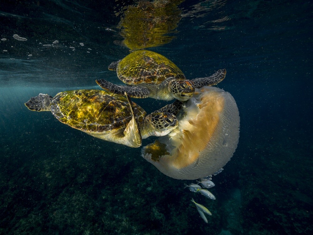 Особое упоминание в категории Живой мир, 2021. Зелёные черепахи лакомятся гигантской медузой. Фотограф Скотт Портелли