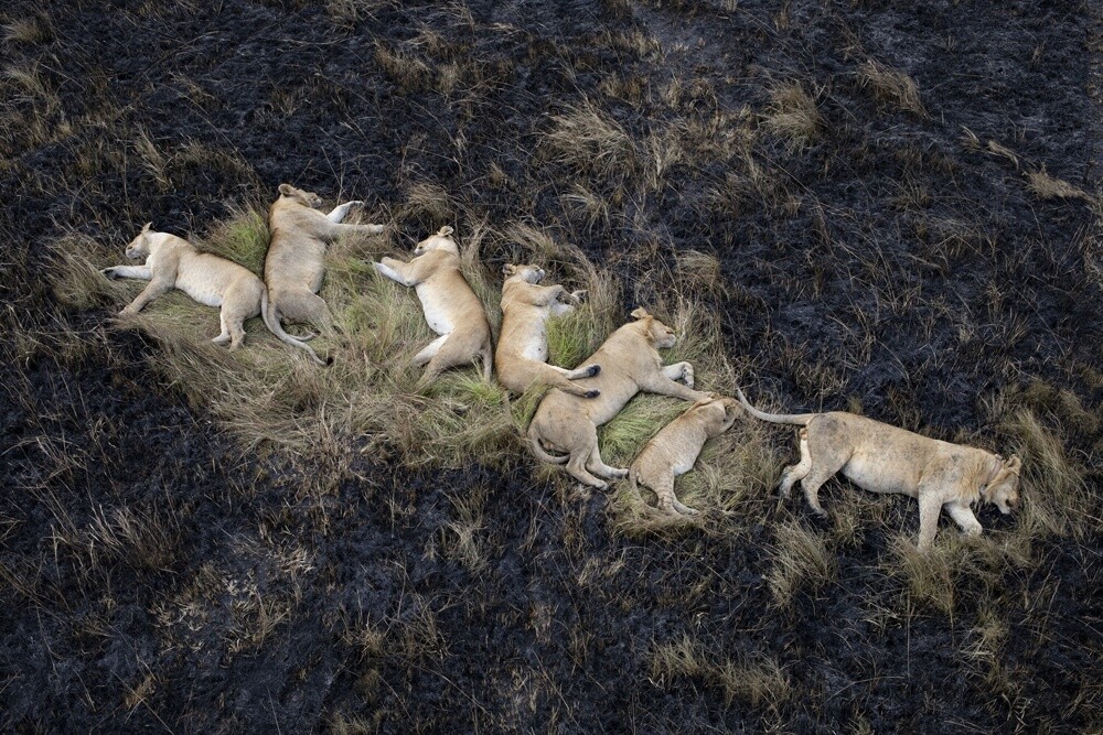 Высоко оценённое в категории Живой мир, портфолио, 2021. Спящие львы в заповеднике Масаи-Мара, Кения. Фотограф Хосе Фрагозо