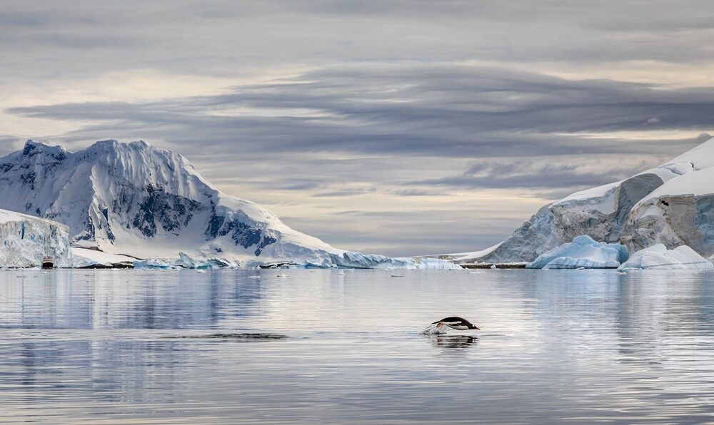 2-е место в категории Живой мир, портфолио, 2021. Пингвин, Антарктика. Фотограф Анил Суд