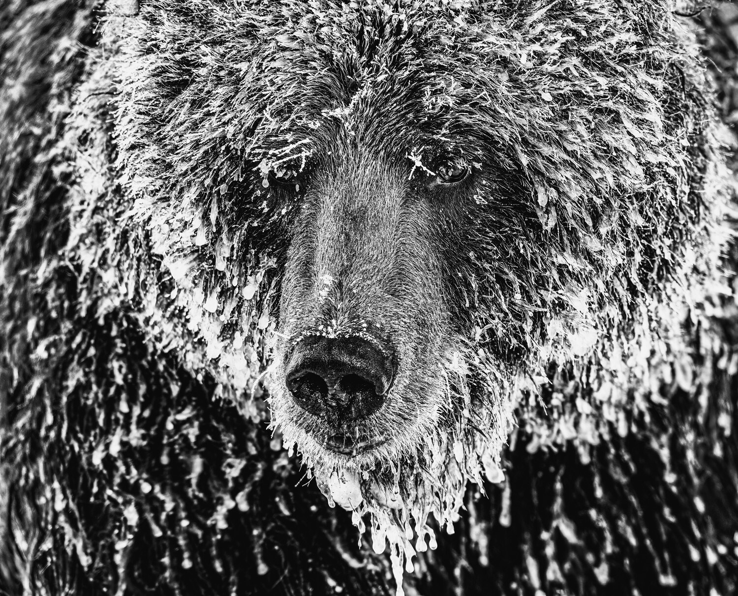 Особое упоминание в категории Best 8, одиночное изображение, 2021. Портрет медведя гризли. Фотограф Марко Димитриевич