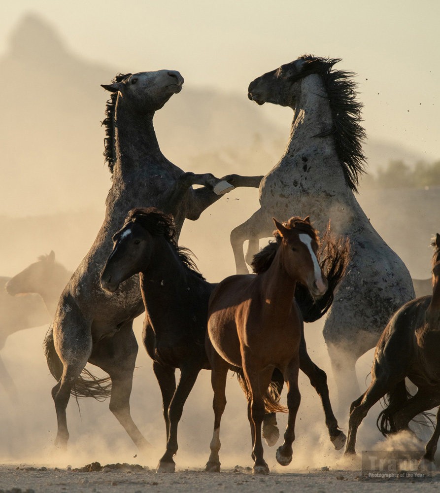 Дикие лошади в штате Юта, США. Победитель в категории Острые впечатления и приключения, 2019. Автор Брайан Клопп