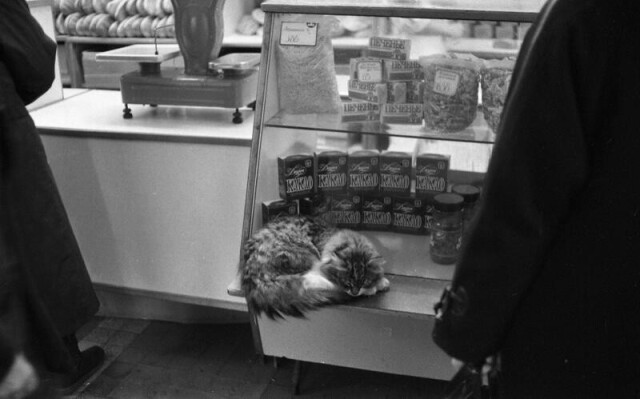 Кошка на витрине в магазине, 1994 год. Фотограф Юрий Садовников