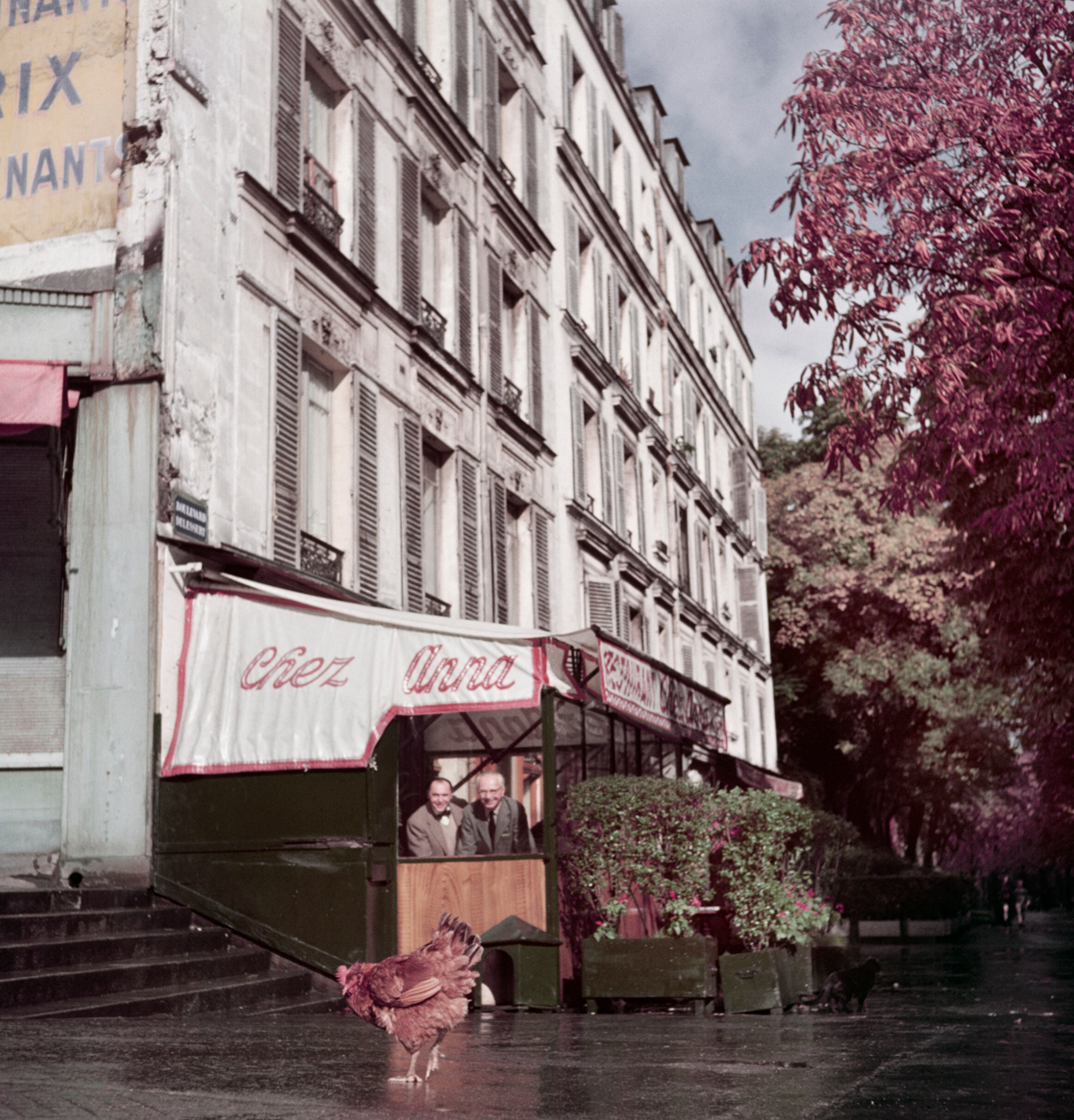 Курица возле ресторана Chez Anna, Париж, примерно 1952 год.  Фотограф Роберт Капа