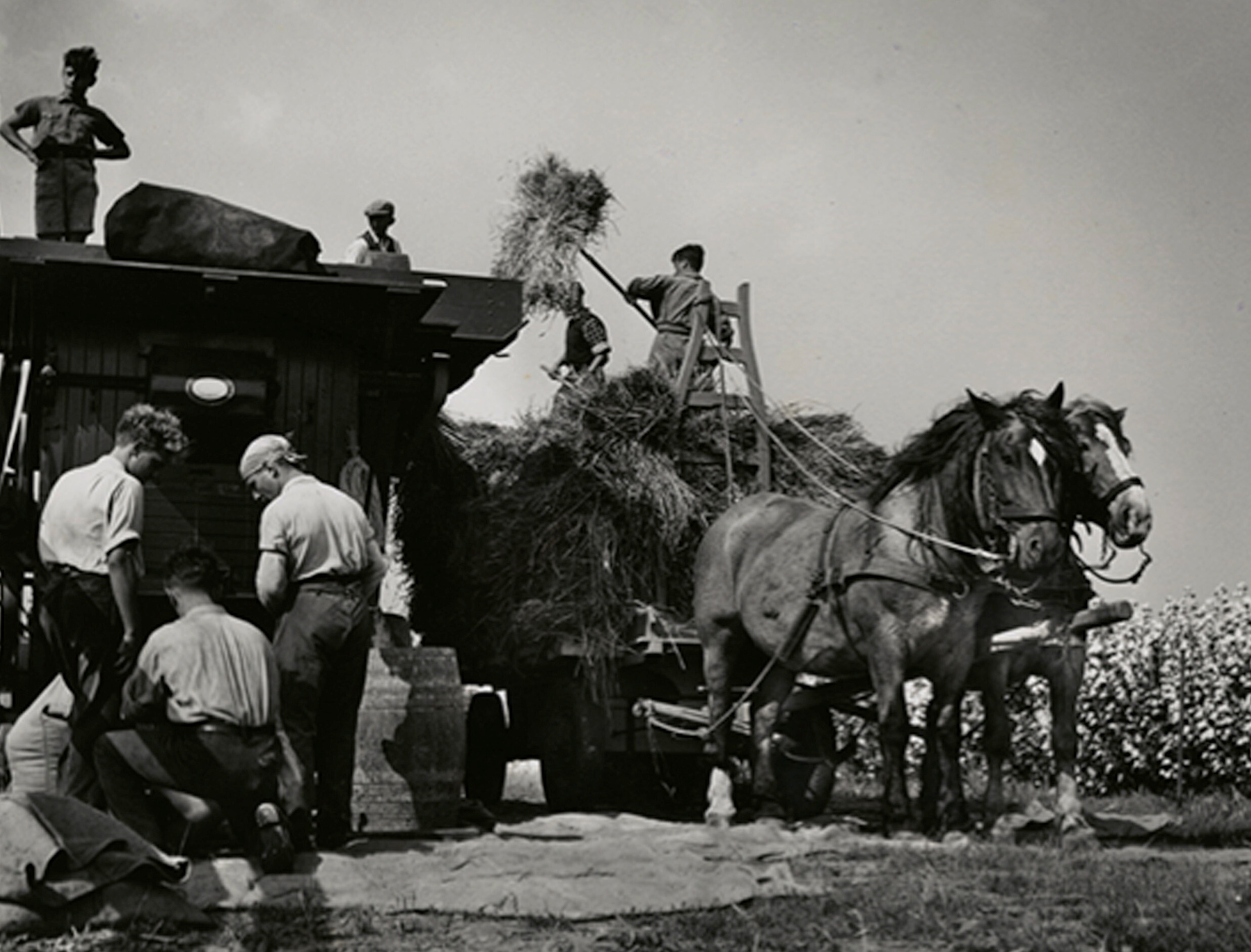 Еврейская молодежь перевозит сено, Werkdorp Nieuwesluis, Вирингермеер, Нидерланды, ок. 1938 г. Фотограф Роман Вишняк