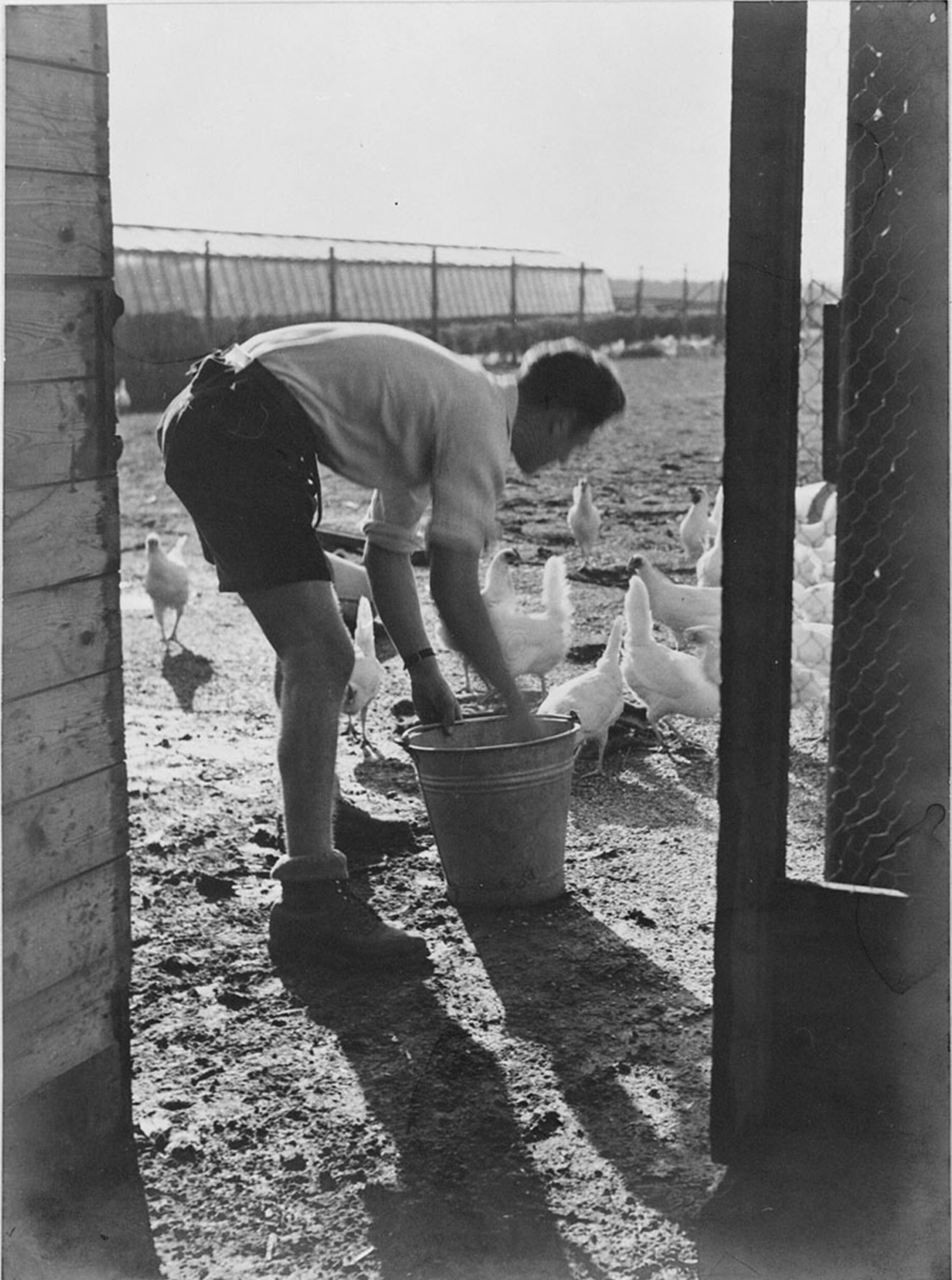 Лотар Лейзер кормит цыплят, Werkdorp Nieuwesluis, Вирингермеер, Нидерланды, ок. 1938 г. Фотограф Роман Вишняк