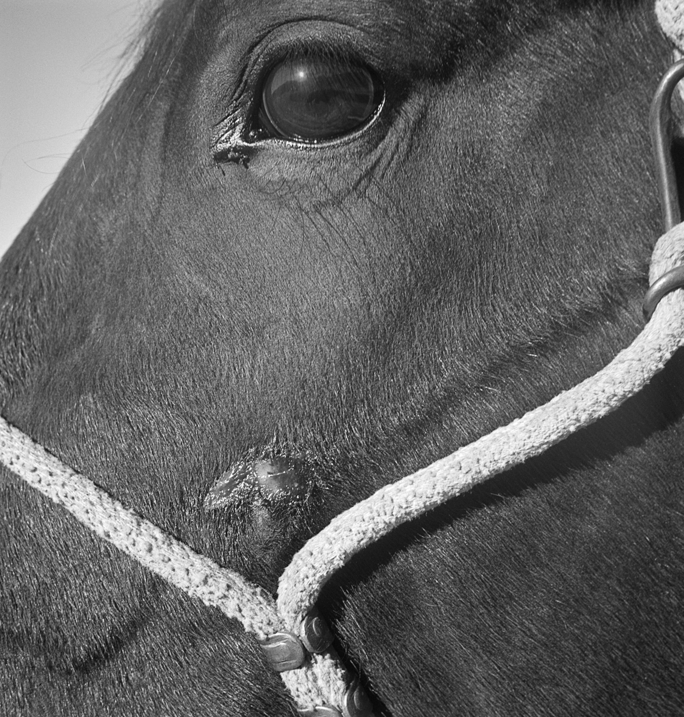 Лошадь, Германия, 1929-начало 1930-х гг. Фотограф Роман Вишняк