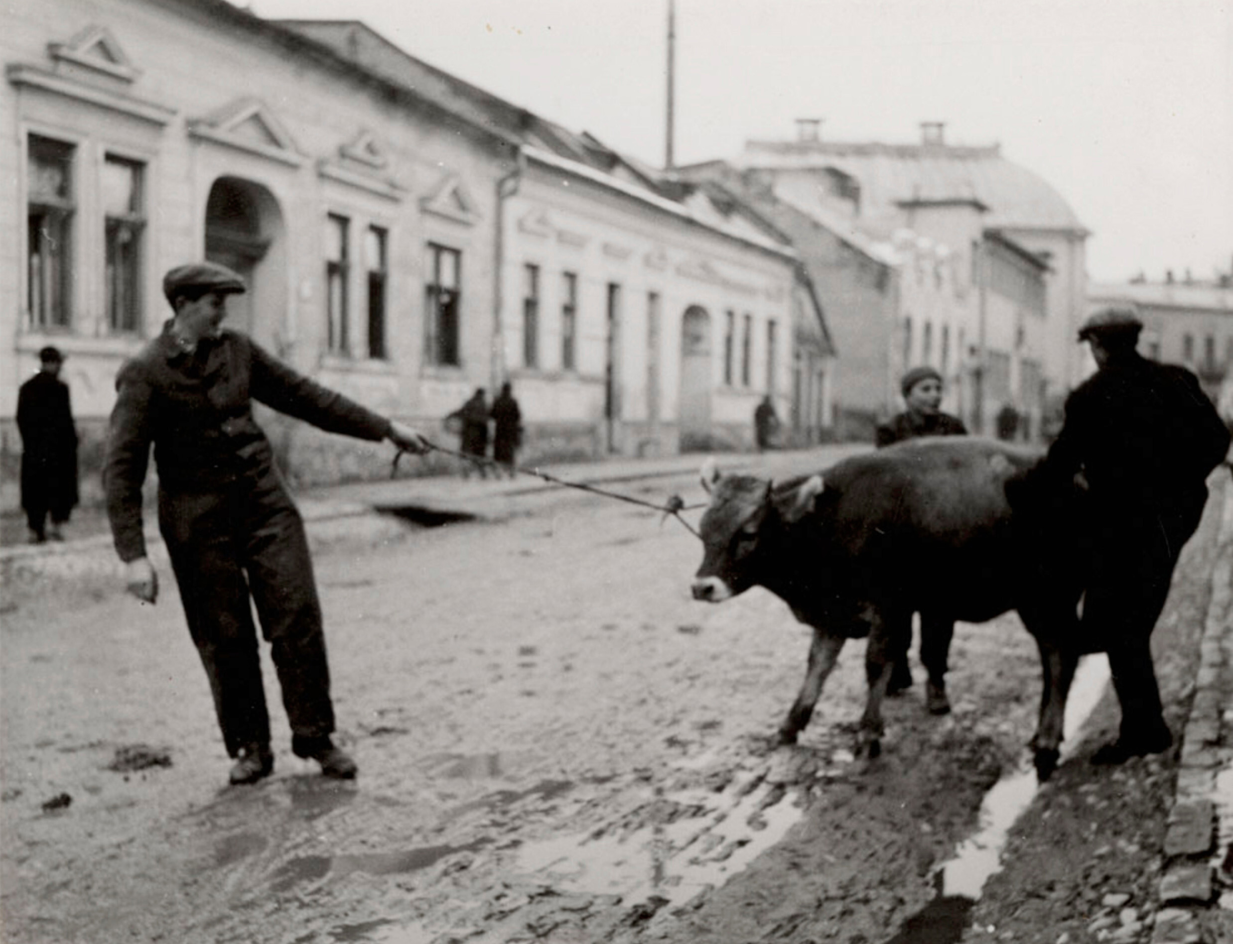 Мужчина тянет корову по улице, Восточная Европа, ок. 1935–38 гг. Фотограф Роман Вишняк