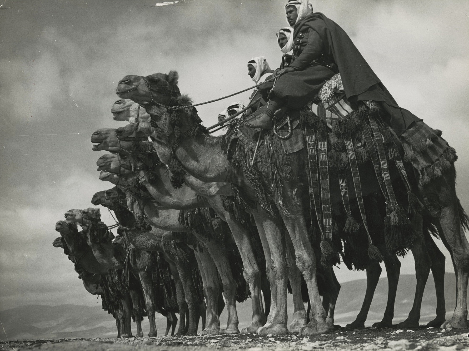 Члены местной бедуинской верблюжьей кавалерии, которой командуют французские экспедиционные силы, позируют на своих верблюдах в пустыне близ Дамаска, Сирия, 1940 год. Фотограф Маргарет Бурк-Уайт