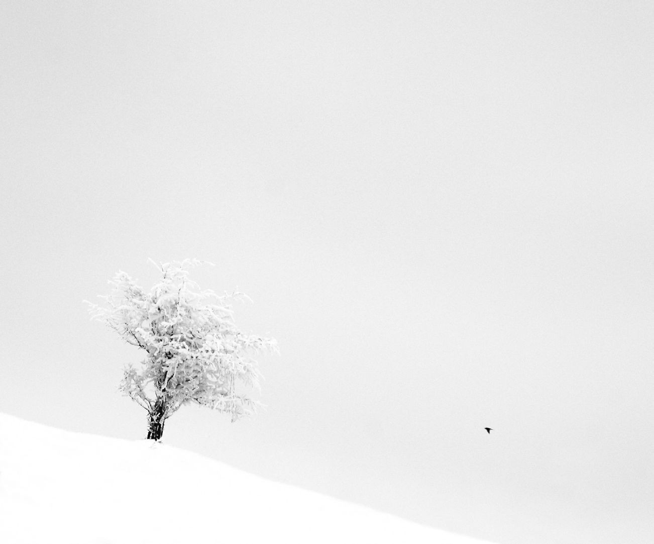 «Зимнее хайку». Автор Андрей Бачу (23)
