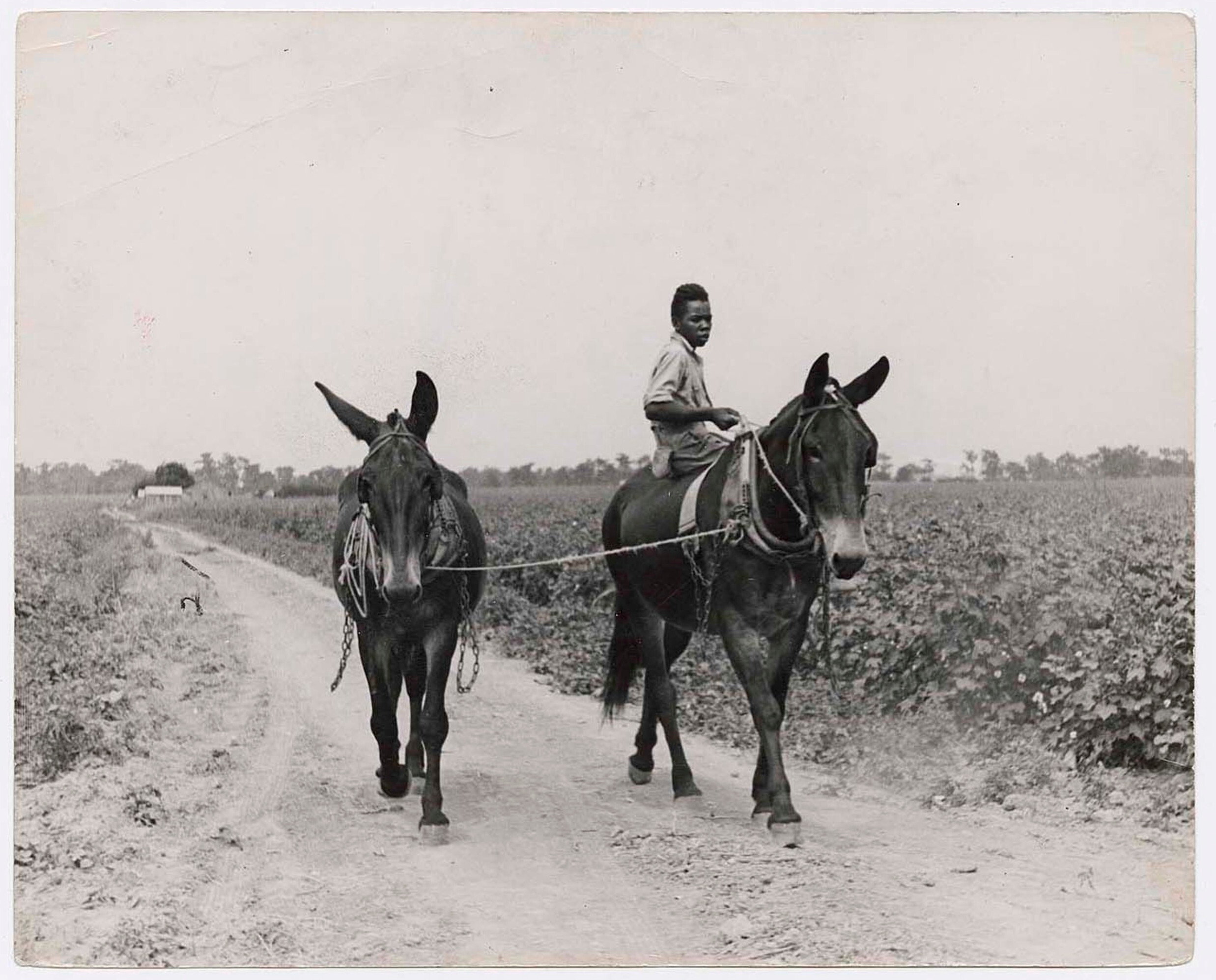 Издольщик едет на муле. Мулы предоставляются работодателем Delta Pine Land Company, 1936 год. Фотограф Альфред Эйзенштадт