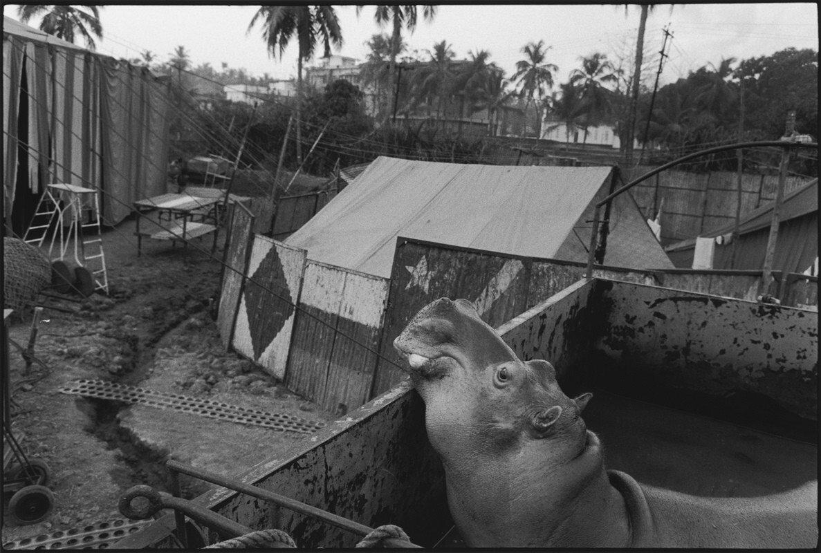 Бегемот, Цирк Близнецов, Перинтальманна, Индия, 1989 г. Фотограф Мэри Эллен Марк
