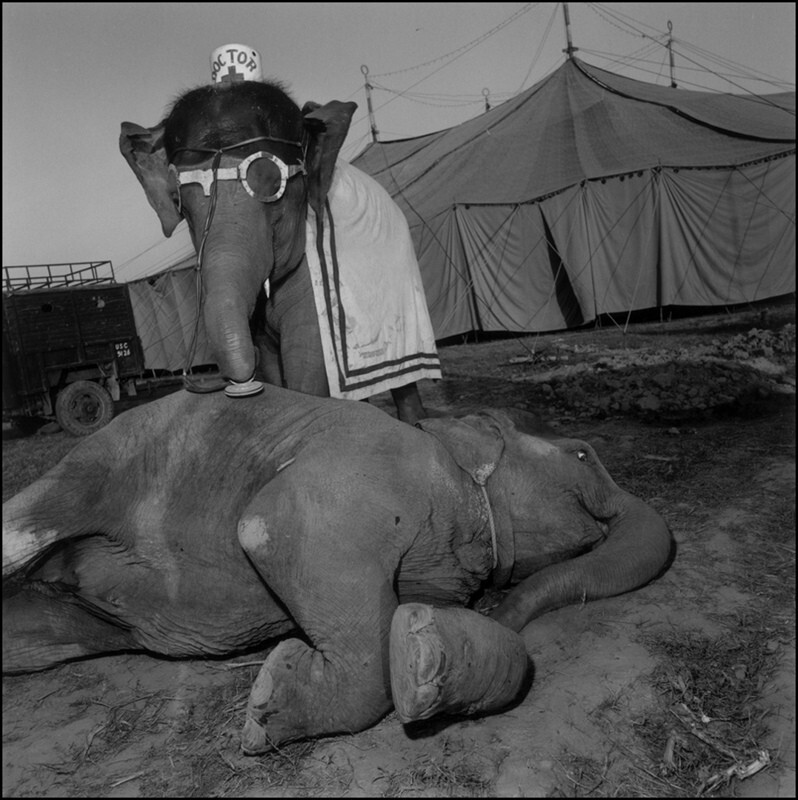 Доктор Слон в цирке Бхарат, Буландшахар, 1989 г. Индийский цирк. Фотограф Мэри Эллен Марк