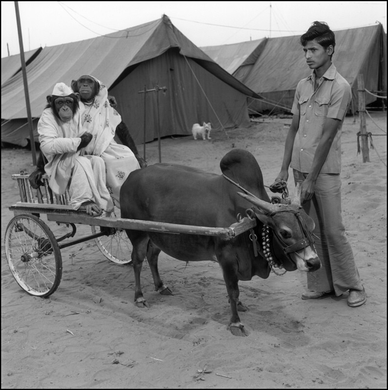 Калаппа, смотритель быка Нади, с двумя шимпанзе, Джамдо и Мирой, Большой королевский цирк, Гуджарат, 1989 г. Индийский цирк. Фотограф Мэри Эллен Марк