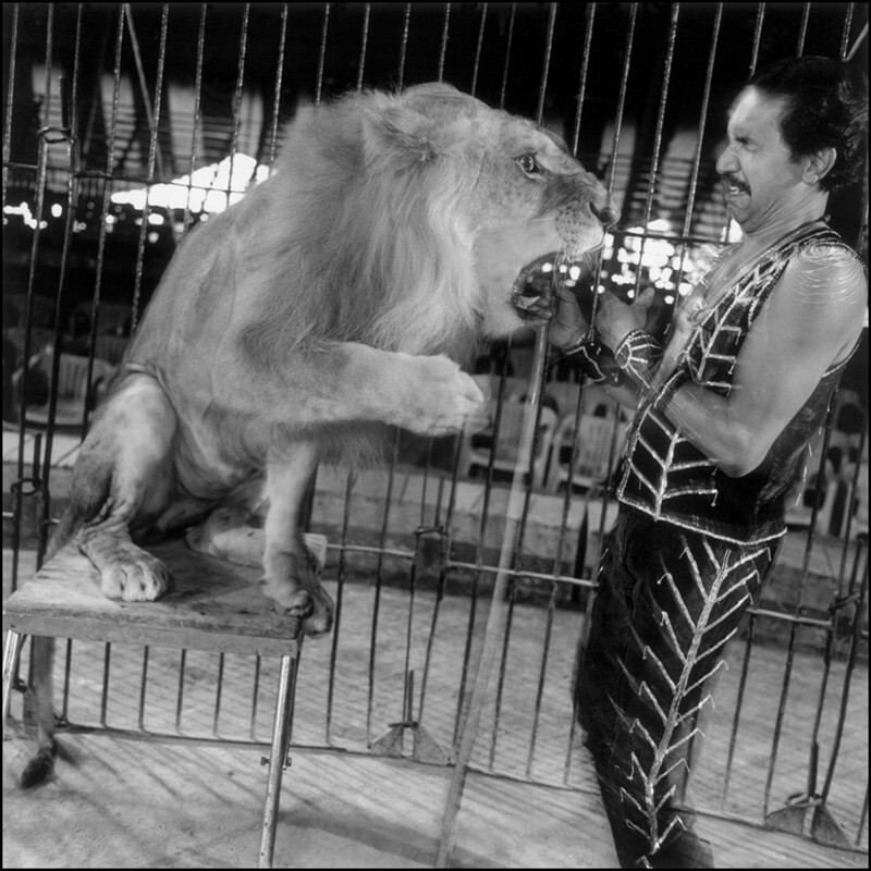 Пратап Сингх, дрессировщик диких животных, со своим львом Тексом в Большом Королевском цирке, Джунагадх, 1990 г. Индийский цирк. Фотограф  Мэри Эллен Марк