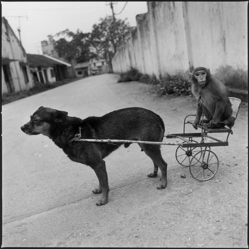 Собака, тянущая обезьяну, Национальный цирк Вьетнама, Парк Ленина, Ханой, Вьетнам, 1994 год. Фотограф Мэри Эллен Марк