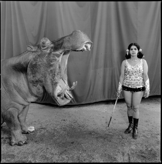 Бегемот и артист, цирк большого Рэймана, Мадрас, 1989 г. «Индийский цирк». Фотограф  Мэри Эллен Марк