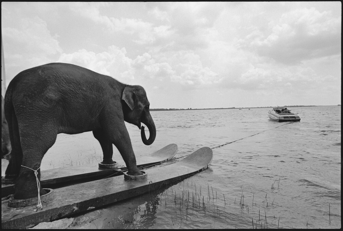 Слон Пузырь катается на водных лыжах. Honky Tonk Freeway, Сарасота, Флорида, 1980 г. За кулисами. Фотограф  Мэри Эллен Марк