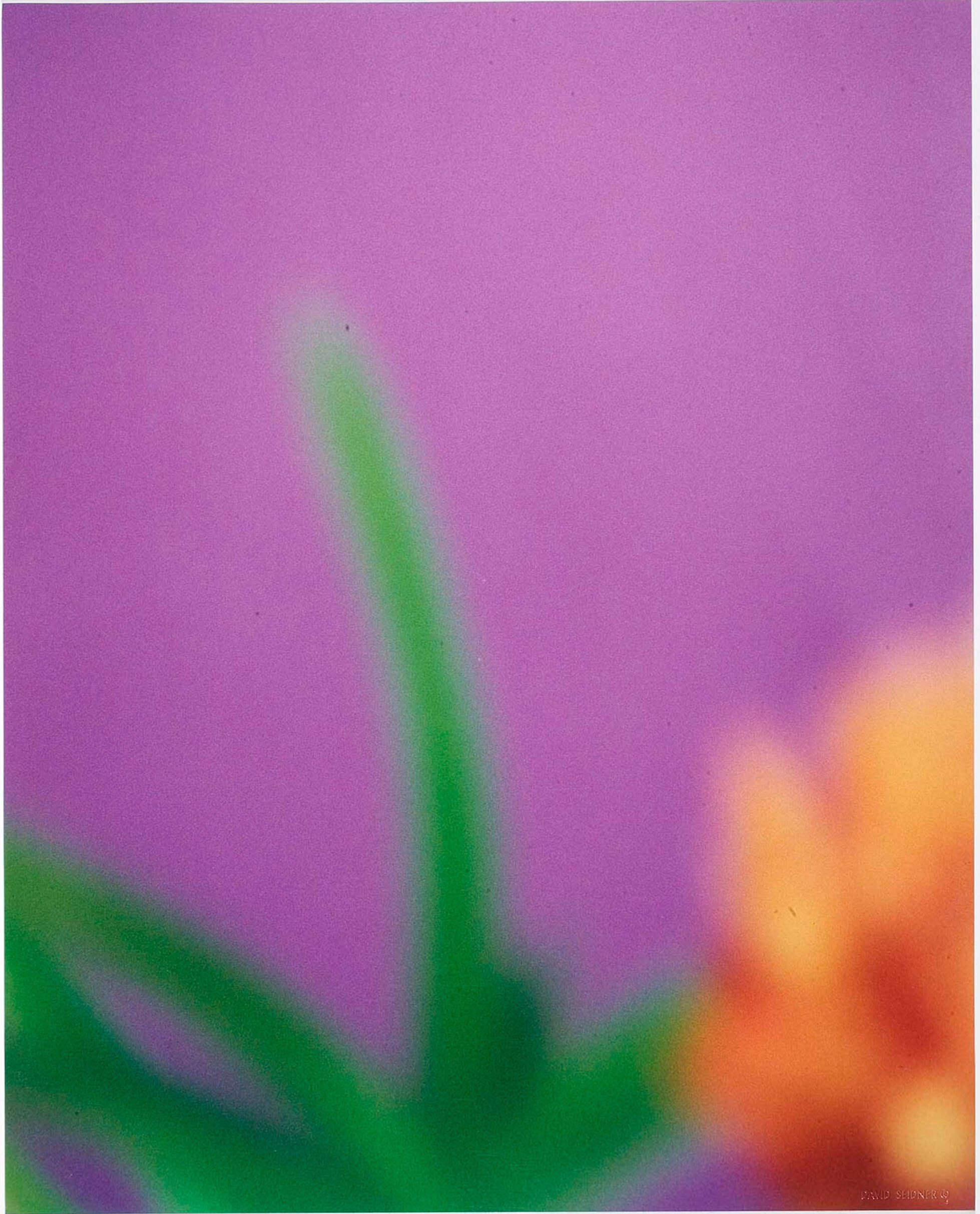 Орхидея, 1999 г. Фотограф Дэвид Сайднер