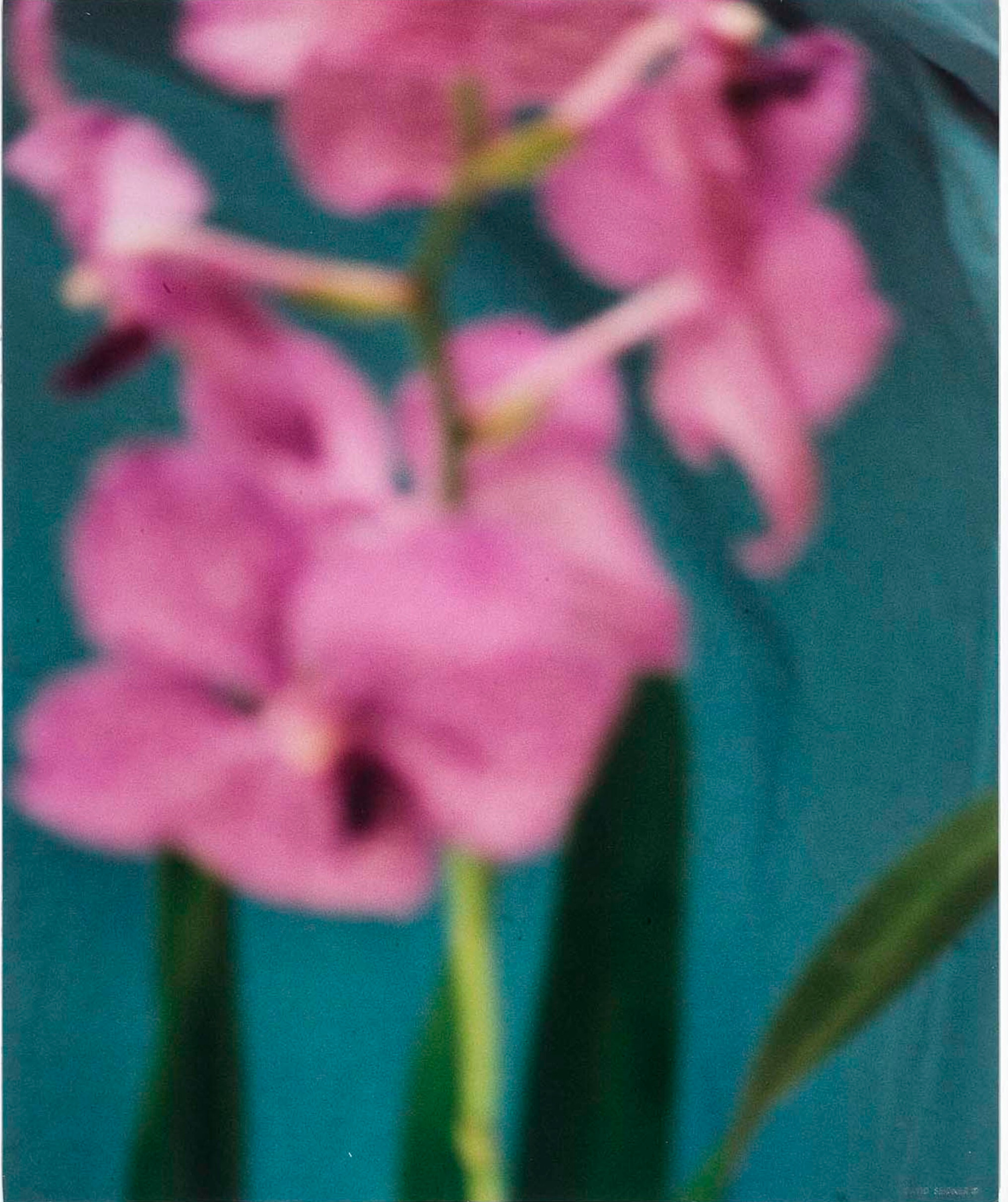 Розовая орхидея, 1999 г. Фотограф Дэвид Сайднер