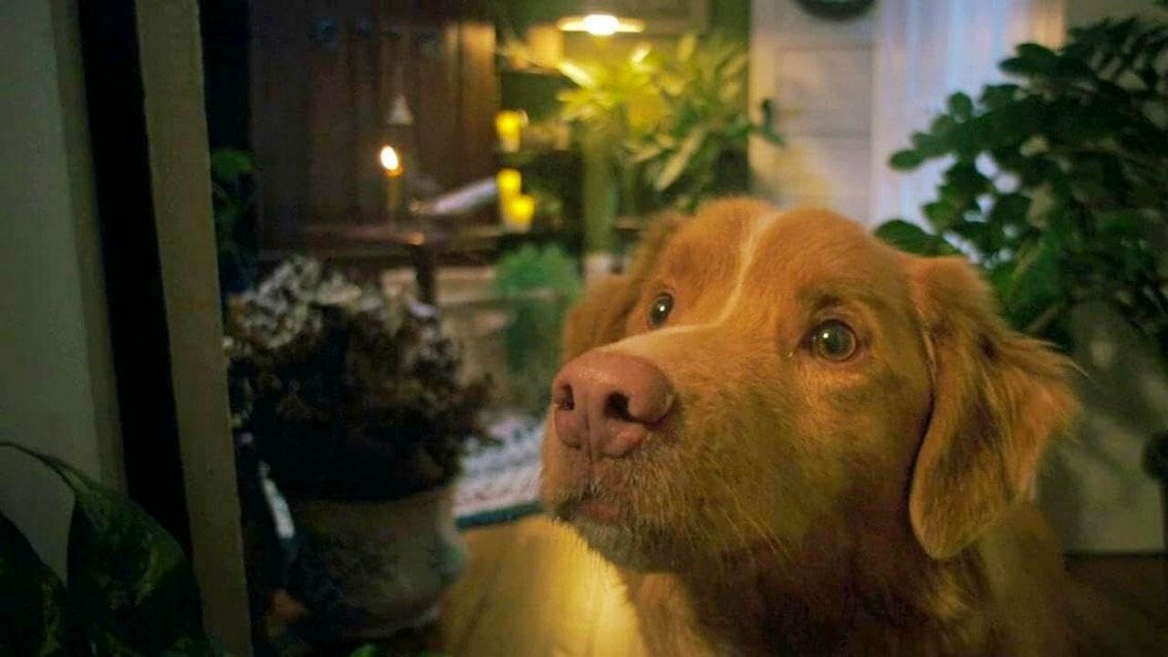 Глазами пса (Good Boy, 2025) — «Верь его инстинктам»