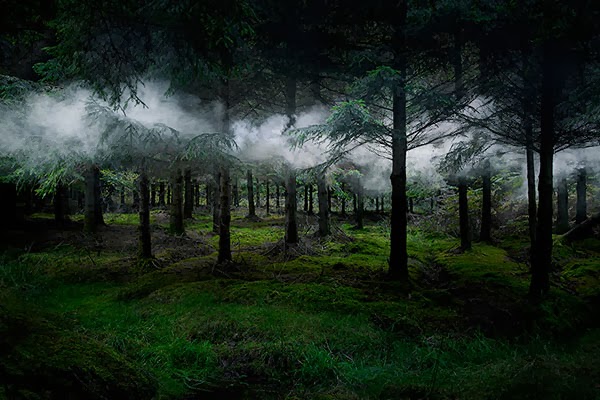 Between the Trees: Photos  Ellie Davies