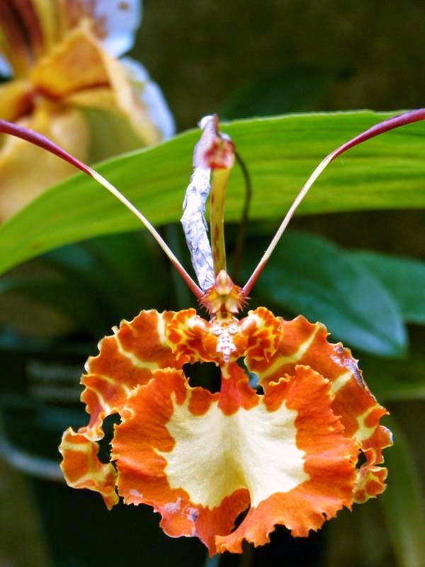 Орхидея-бабочка. Красивый экзотический цветок