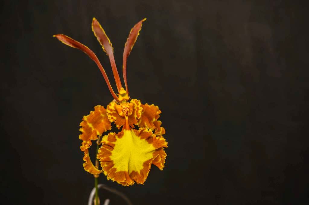 Орхидея-бабочка. Красивый экзотический цветок