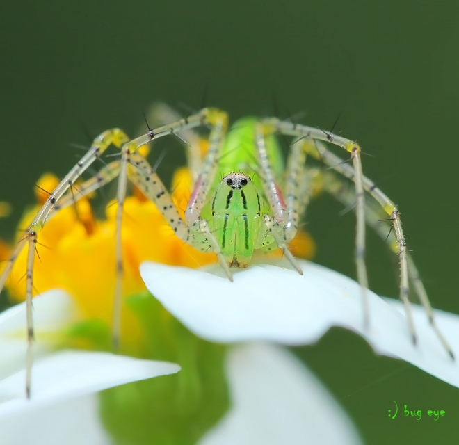 Фотографии с зелеными насекомыми