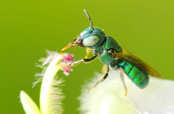 Фотографии с зелеными насекомыми