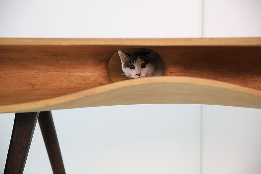 CATable: рай для кошек и рабочий стол-6