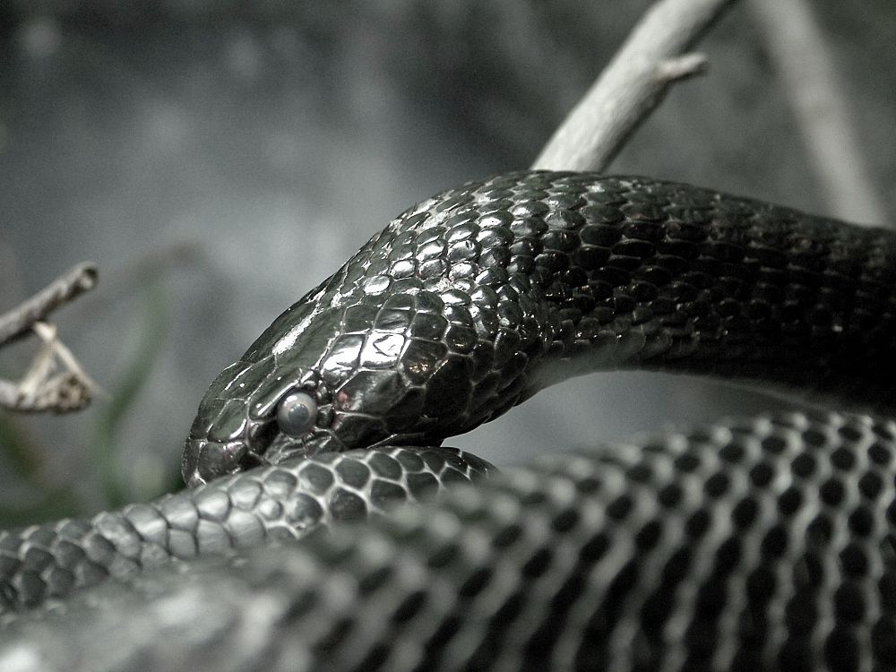 Яркие, грациозные и опасные змеи - 30 фотографий