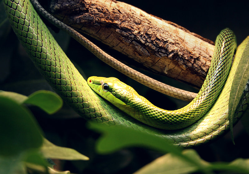 Яркие, грациозные и опасные змеи - 30 фотографий