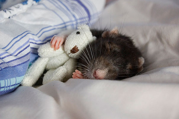 Животные спят в обнимку с плюшевыми игрушками-6