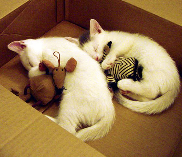 Животные спят в обнимку с плюшевыми игрушками-32