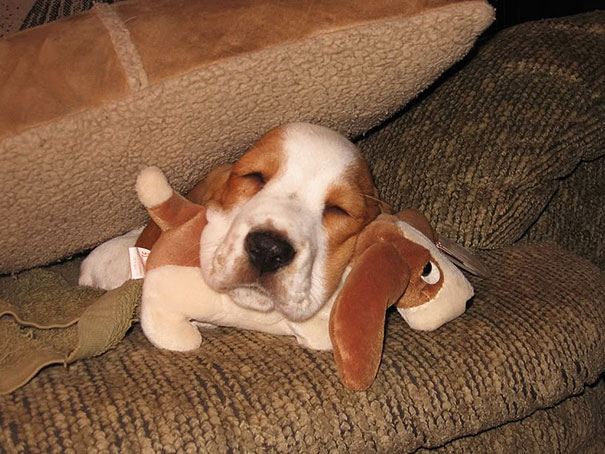 Животные спят в обнимку с плюшевыми игрушками-12