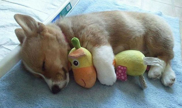 Животные спят в обнимку с плюшевыми игрушками-41