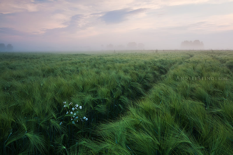 Блестящая атмосфера в пейзажной фотографии Андрея Рейнола