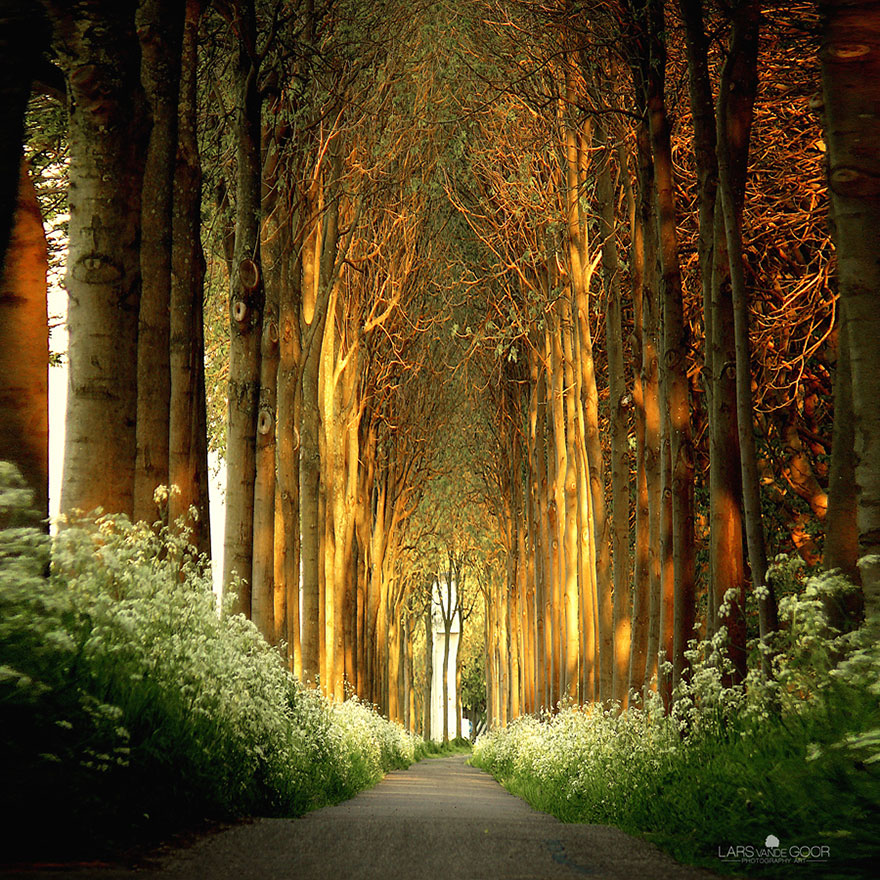 Волшебные туннели из деревьев