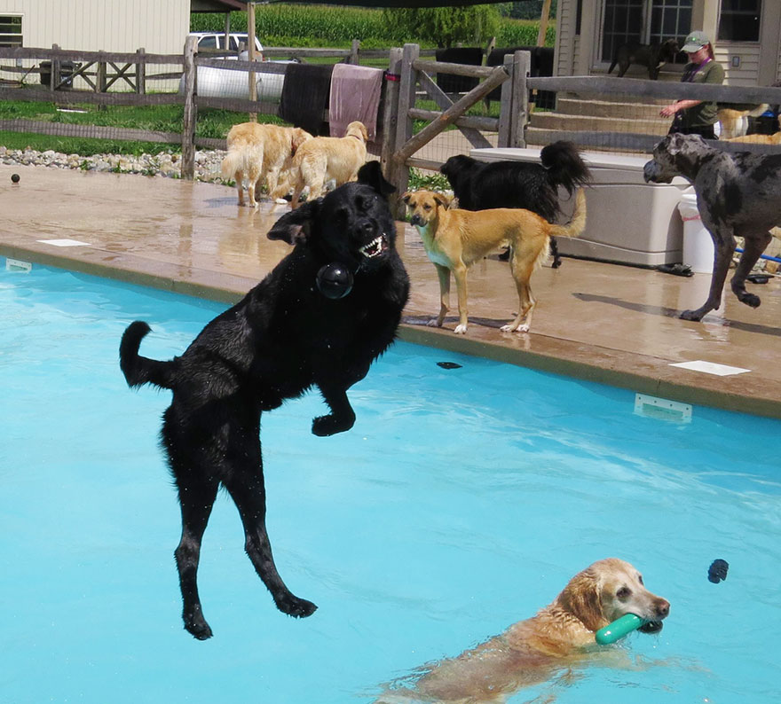 Вечеринка у бассейна для собак - видео-11
