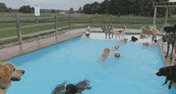 Вечеринка у бассейна для собак - видео-3