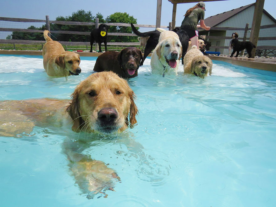 Вечеринка у бассейна для собак - видео-17