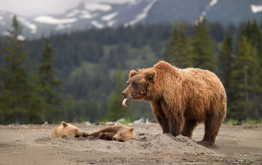 Медведицы и медвежата - 20 дивных фотографий-7