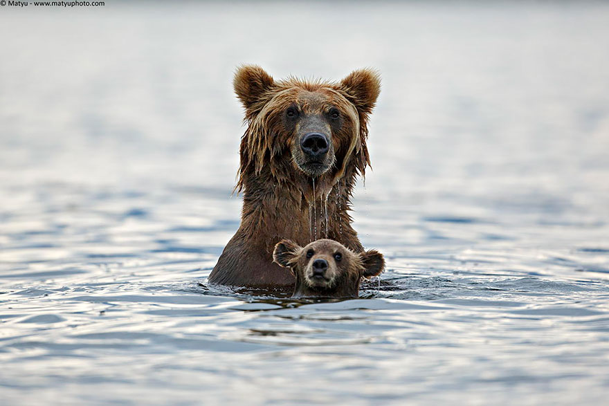 Медведицы и медвежата - 20 дивных фотографий-14