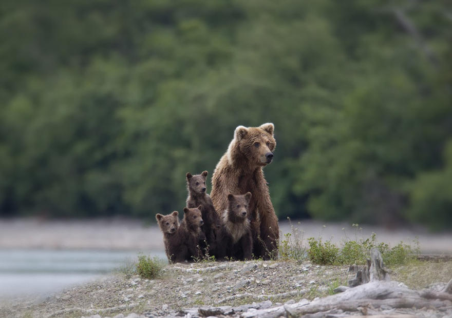 Медведицы и медвежата - 20 дивных фотографий-33