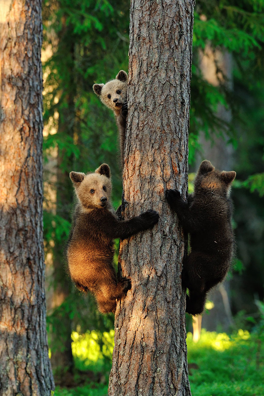Медведицы и медвежата - 20 дивных фотографий-25