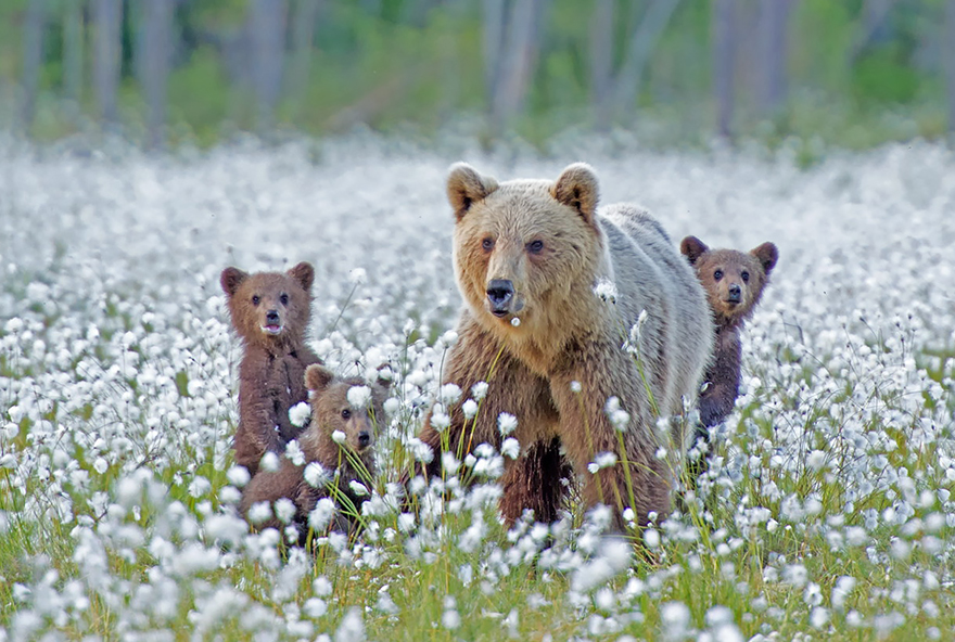 Медведицы и медвежата - 20 дивных фотографий-35